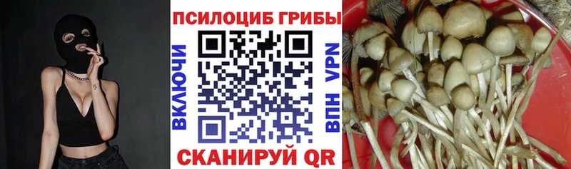 Галлюциногенные грибы Psilocybine cubensis  Купить где  Остров 